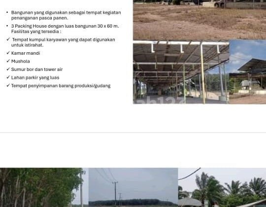 Dijual kebon di Lampung Timur, ex.kebon pisang Luas 215ha Kondisi lahan flat & subur