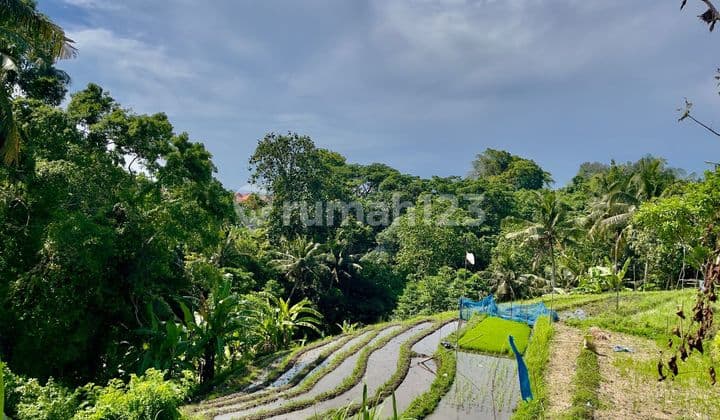 Disewakan Tanah Los Sungai Lokasi Buwit Tabanan Bali