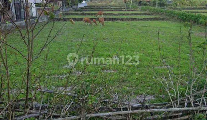 Dijual tanah los pantai lokasi yeh sumbul mendoyo
