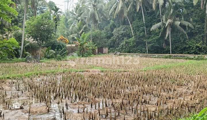 Dijual Tanah View Sawah Lokasi Tegallalang Ubud Gianyar Bali