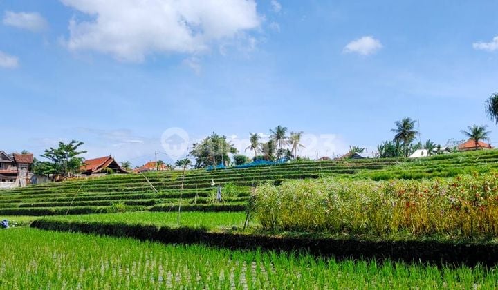 Land for sale in Los Sungai, Tabanan, Bali