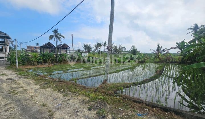 Dijual Tanah View Sawah Lokasi Nyanyi Tabanan