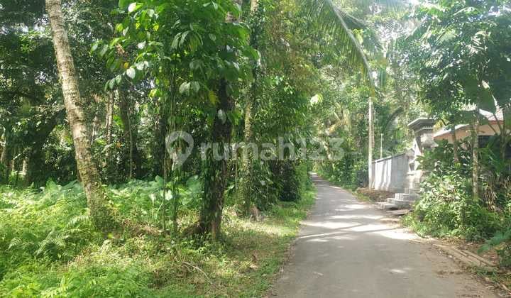 For Sale Land Location Kelusa Payangan Gianyar Bali