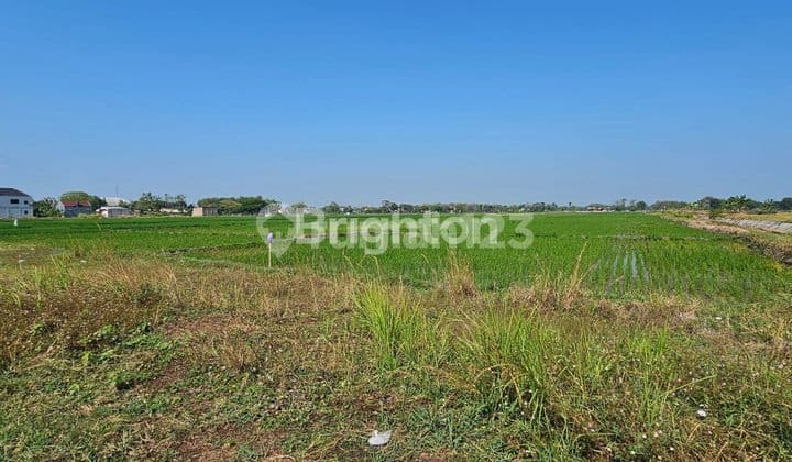 TANAH ZONA MERAH SIAP BANGUN DI DESA GONDANG - SRAGEN