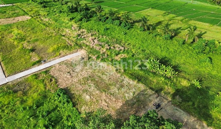 Tanah Kedungu Dekat Nyanyi Cemagi Seseh