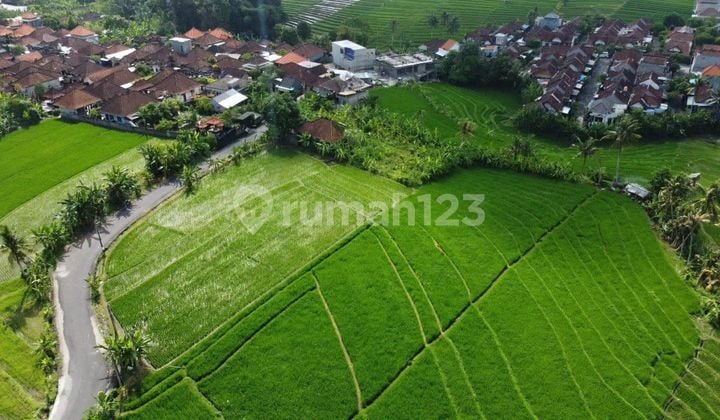 Dijual Kavling Tanah Canggu Badung Bali 1160m2 SHM Hot Deal