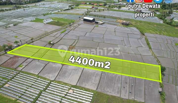 For Sale Kavling Tanah Pantai Lima Pererenan Bali 4400m2 SHM