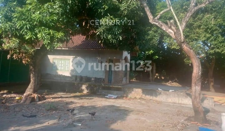 Tanah 983m2 Area Pedesaan Di Bantul Cocok Untuk Rumah Jawa Modern