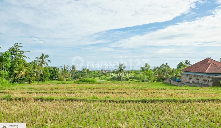 Rice Field with Sea View, 4700M2 SHM in Panji, Buleleng