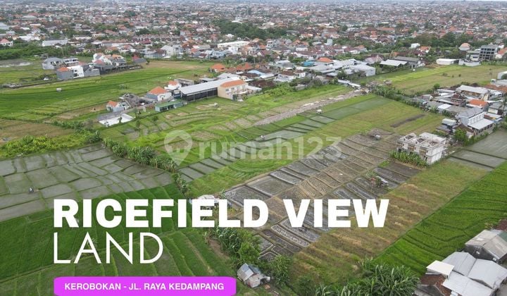 Disewakan Tanah Kavling Lokasi Kedampang - Kerobokan Plot 2 - 10 Are