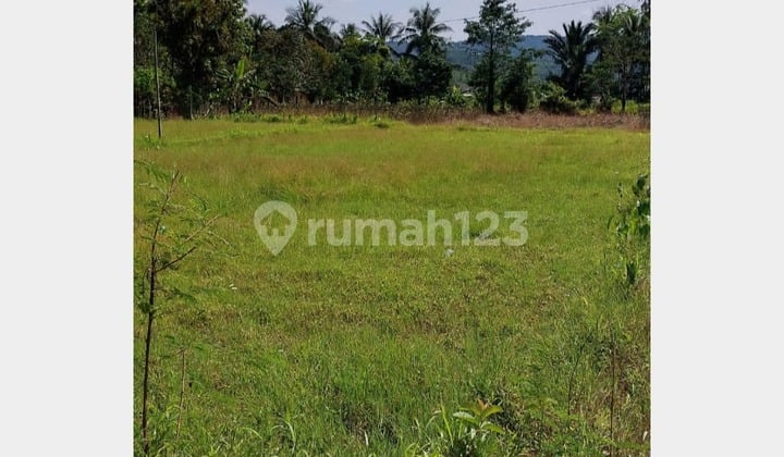 Tanah Kebun Shm Luas 1400 M² Cocok Dibangun Rumah Atau Investasi