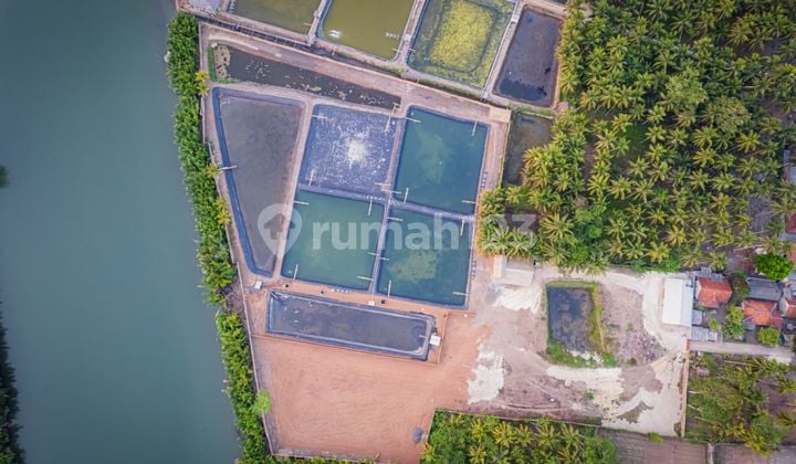 Land and Pond for Sale in Batu Karas Pangandaran