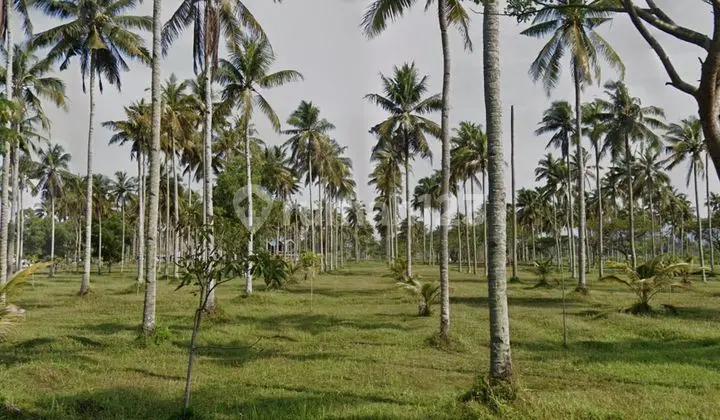 Large Land for Sale Near Villa Allure Pangandaran