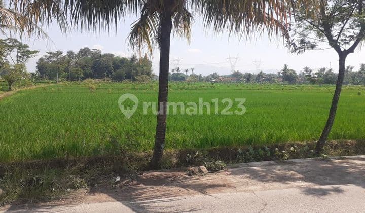Cianjur Dijual Tanah Kavling Cocok Perumahan, Gudang, Pabrik Atau Persawahan Produktif