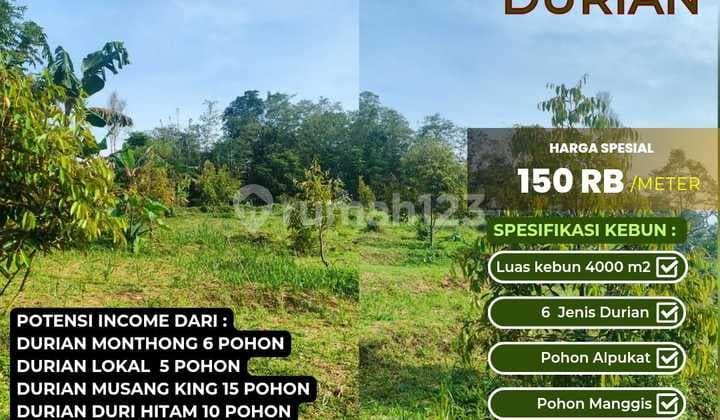 Cocok Investasi!! Kebun Durian Lahan Subur Dan Produktif Akses Ok