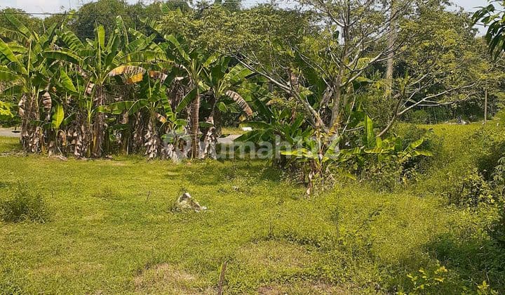 Tanah Ngantong Lokasi Strategis Dekat Exit Toll Sidoharjo Sragen