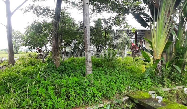 Lahan Tanah Di Banyudono Cocok Untuk Investasi Luas 13500 M²