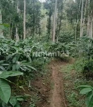 Kebun Kopi Produktif 56 Ha Di Temanggung Lokasi Berbatasan Kendal