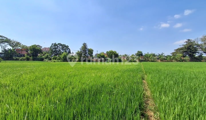 Tanah Sawah Subur Pinggir Akses Jalan Raya Pati