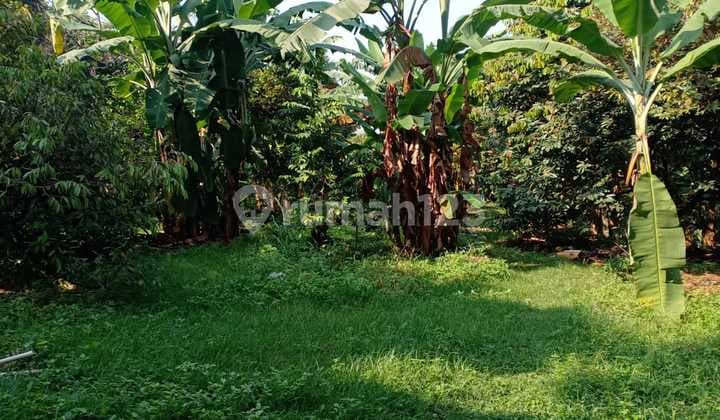 Tanah di Pekapuran Depok Terdapat Kebun Buah