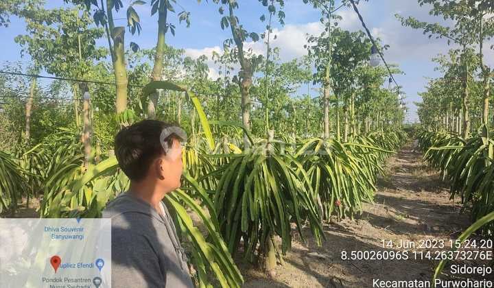 Dijual Lelang 300326 Tanah Kebun Buah Naga