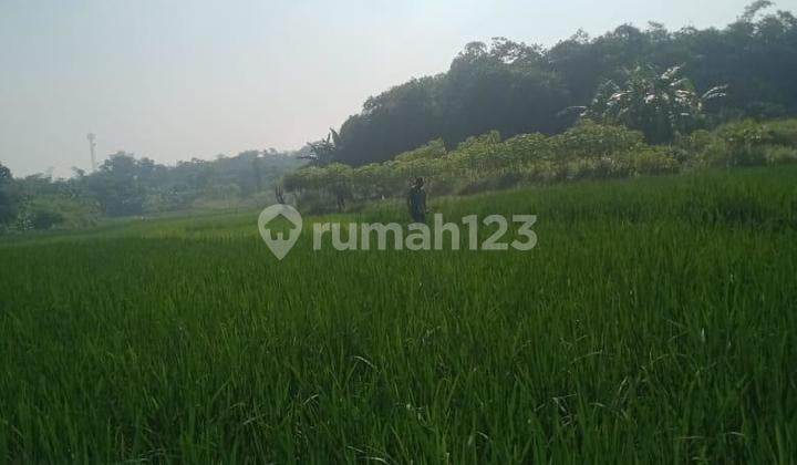 Tanah Sawah Bojong Kamal Legok Tangerang