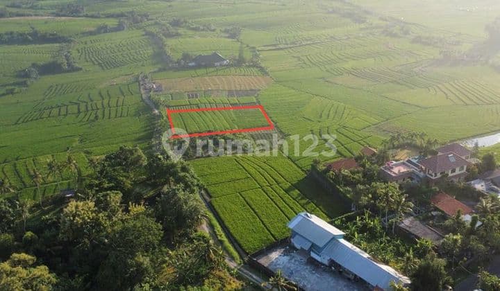 Di jual tanah 1700 m2 area berkembang pasut tibubiyu, Klating, Tabanan