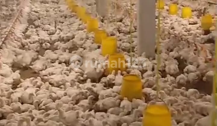 Investasi Ternak: Kandang Ayam 80Rb Ekor Siap Check-In