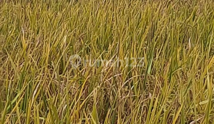 For Sale: Cheap and Strategic Land in Sarimukti Cibitung Village