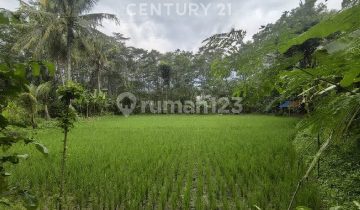 Tanah Sawah Poduktif Di Pinggir Jalan Parakanlima Purwakarta