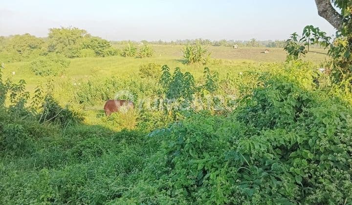 PASTI DEAL DI JUAL TANAH VIEW SAWAH LOKASI KABA KABA KEDIRI TABANAN