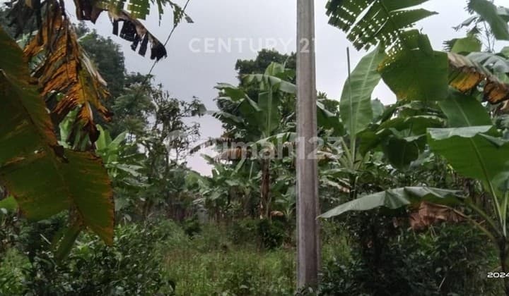 Tanah Kebon Kp Warung Gedang Nego Sampai Deal