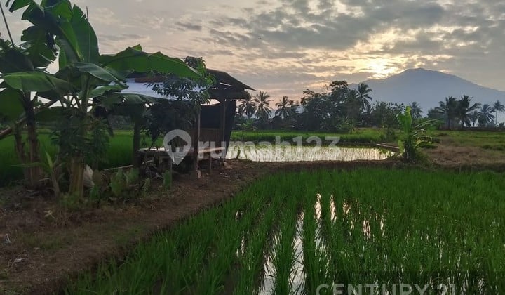 Tanah Sawah Produktif Cimanuk Labuan Nego Sampai Deal