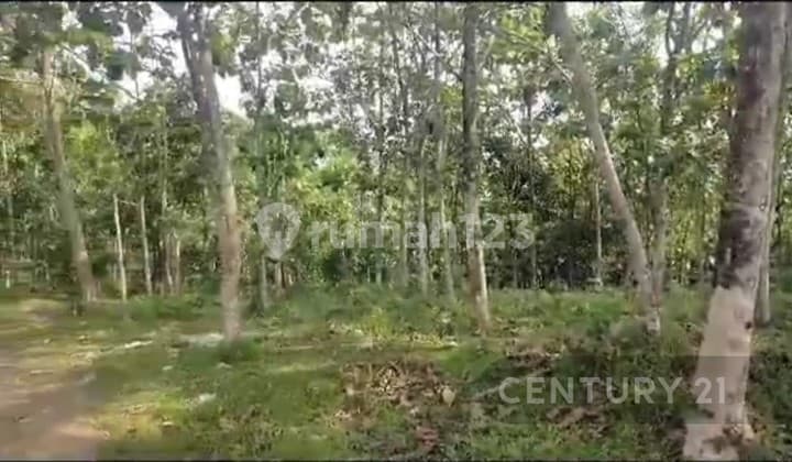 Tanah Berikut Pohon Durian Dan Jati Lebak