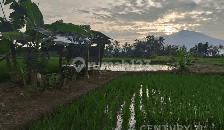 Tanah Sawah Produktif Cimanuk Labuan Nego Sampai Deal