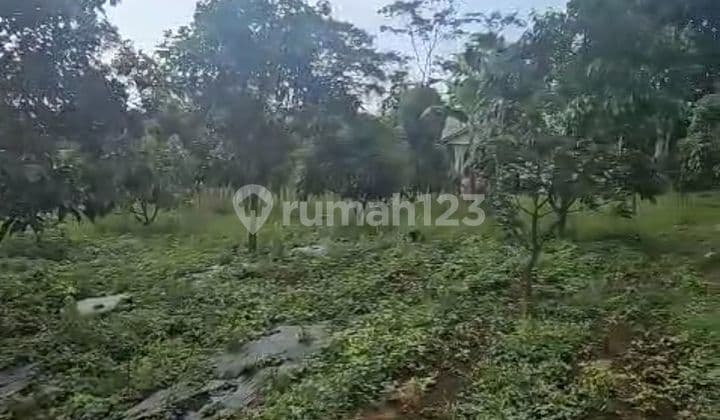 DI JUAL LAHAN BONUS KEBUN ALPUKAT, CENGKEH, MANGGIS, DURIAN, PISANG DAN SAYUR2AN