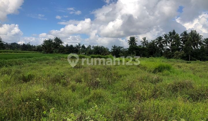 PASTI DEAL DI JUAL TANAH VIEW HUTAN & SAWAH LOKASI PEJENG UBUD GIANYAR