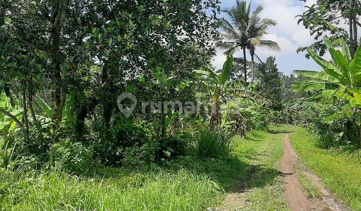 PASTI DEAL DI JUAL TANAH LOSS SUNGAI AYUNG VIEW HUTAN LOKASI SAYAN UBUD GIANYAR