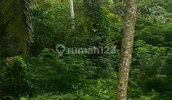 PASTI DEAL DI JUAL TANAH VIEW HUTAN LOKASI PAYANGAN KELUSA UBUD GIANYAR