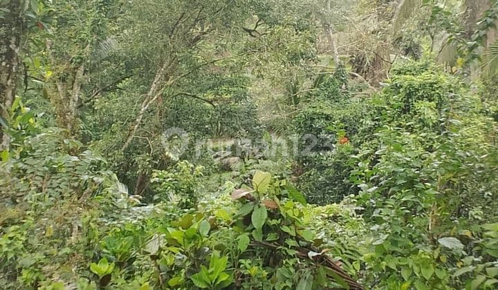 PASTI DEAL DI JUAL TANAH VIEW HUTAN & SAWAH LOKASI KELIKI KAWAN PAYANGAN UBUD GIANYAR