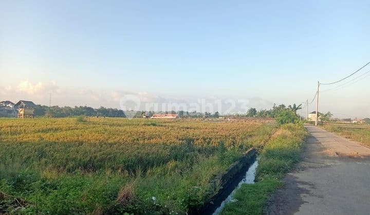 PASTI DEAL DI SEWAKAN TANAH VIEW SAWAH LOKASI PADONAN TIBUBENENG CANGGU KUTA UTARA BADUNG