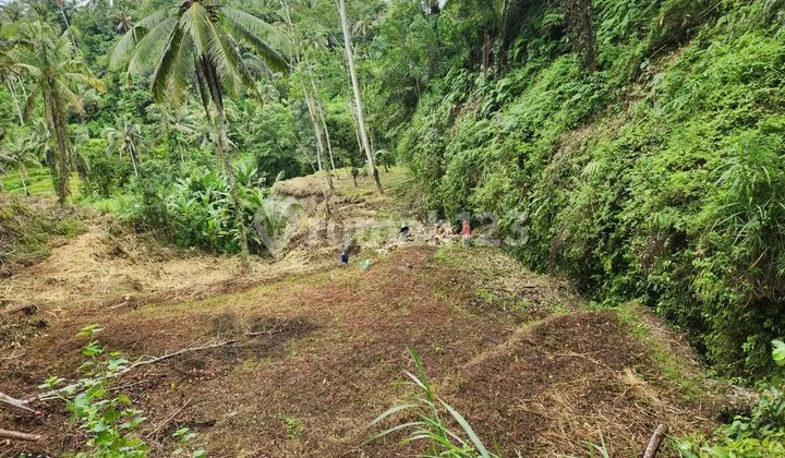 SURE DEAL FOR SALE LAND VIEW SAH & FOREST LOCATION KEDISAN TEGALLALANG UBUD GIANYAR