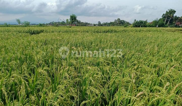SURE DEAL ON LAND FOR SALE LOCATION KELATING KERAMBITAN TABANAN