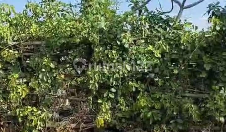 PASTI DEAL DI JUAL TANAH LOKASI PURA DEMAK DENPASAR BARAT