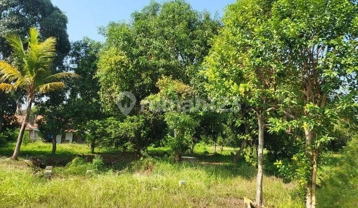 Tanah Kebun Di Dusun Sukaati Kampung Kalijeruk Desa Darawolong Kec.Purwasari Kab.Karawang