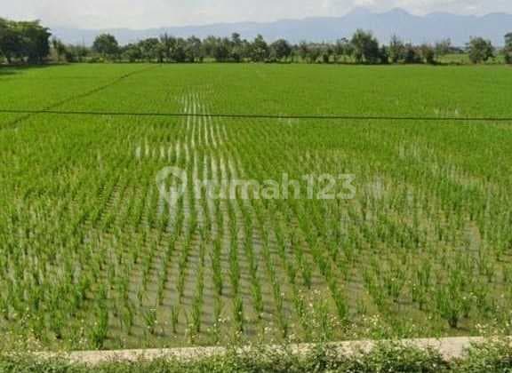 Tanah 1 Hektar di Cikoneng Bojongsoang