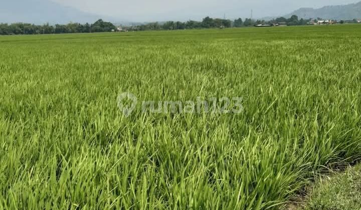 Tanah Sawah Produktif Pinggir Jalan Daerah Ciparay