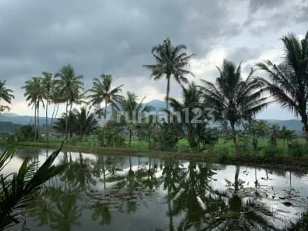 Kolam Ikan Untuk Usaha Ternak Ikan Di Leles Garut
