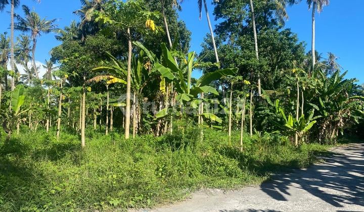 Tanah Premium 1200 M2 Strategis Disewakan 25 Tahun Di Pantai Saba Gianyar Bali Dilokasi Villa Ke Pantai Bisa Jalan Kaki