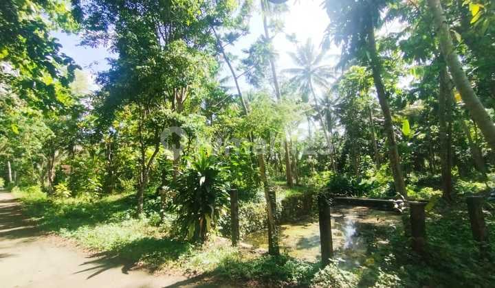 Tanah Luas di Tengah Desa di Area Kulonprogo